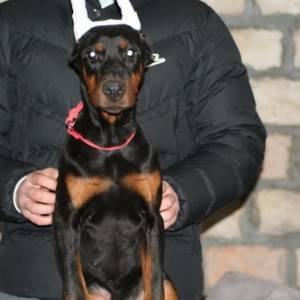 Na prodaju štenci dobermana različitog uzrasta