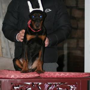 Na prodaju štenci dobermana različitog uzrasta