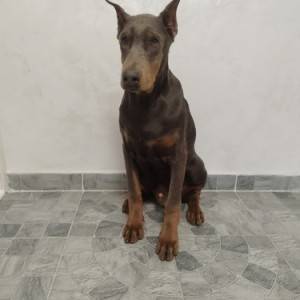 Na prodaju štenci dobermana različitog uzrasta