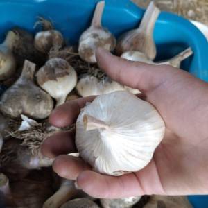 Domaći bijeli luk Češnjak Bosut jesenski krupniji za konzum ili sadnju