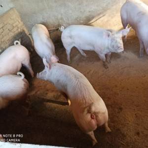 Svinje, Bravci, tovljenici, krmače za klanje