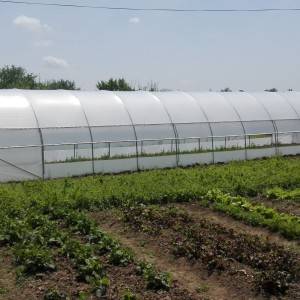 Plastenik 4,5 m širine sa bočnim otvaranjem