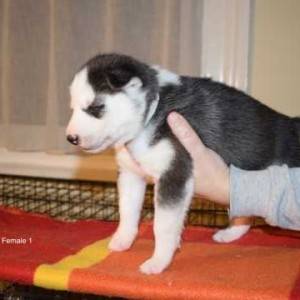 NEVJEROJATNI LJUBAVNO POMSKY PU [PPY SVSILSBLE