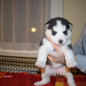 NEVJEROJATNI LJUBAVNO POMSKY PU [PPY SVSILSBLE