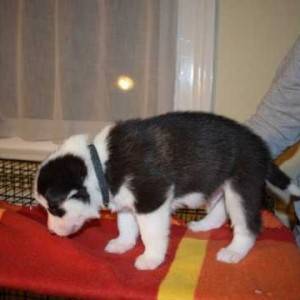 NEVJEROJATNI LJUBAVNO POMSKY PU [PPY SVSILSBLE