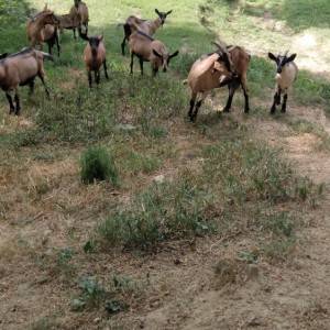 Prodajem koze alpine,cijena po dogovoru