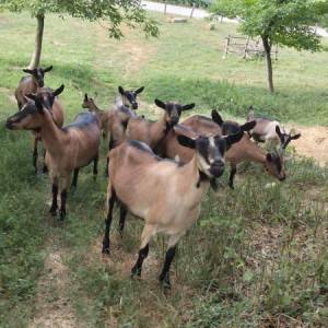 Prodajem koze alpine,cijena po dogovoru