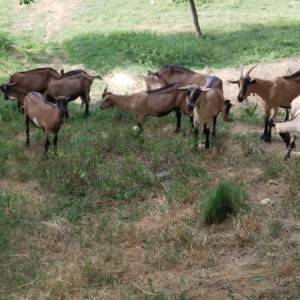 Prodajem koze alpine,cijena po dogovoru