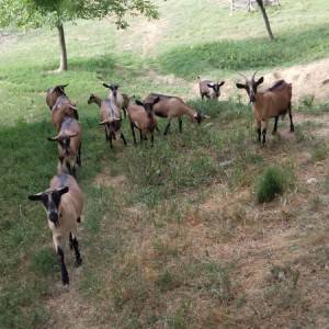 Prodajem koze alpine,cijena po dogovoru