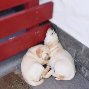 ljubavni labrador spreman za usvajanje.