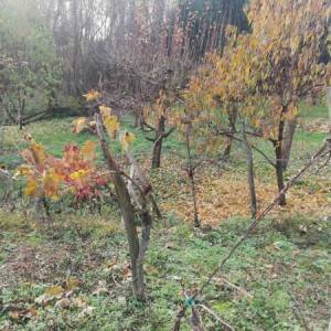 Vinograd,Pleterničko vinogorje