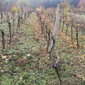 Vinograd,Pleterničko vinogorje