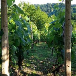 Vinograd u mjestu Skupica