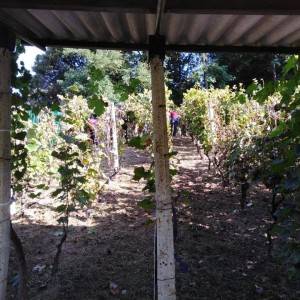 Vinograd u mjestu Skupica