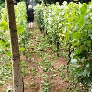 Vinograd u mjestu Skupica