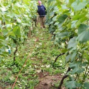 Vinograd u mjestu Skupica