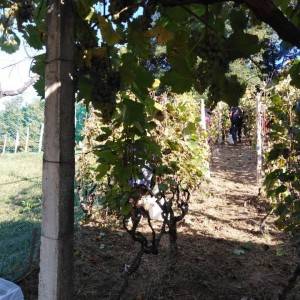 Vinograd u mjestu Skupica