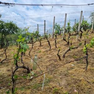 Vinograd u mjestu Skupica