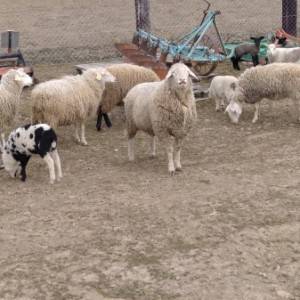 Prodajem ovce  ili mjenjam