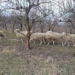 Prodajem ovce  ili mjenjam