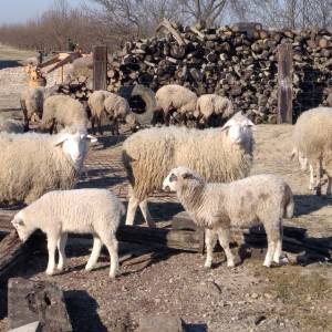 Prodajem ovce  ili mjenjam