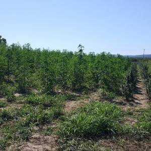Prodajem ženske sadnice industrijske konoplje Finola i Carmagnola