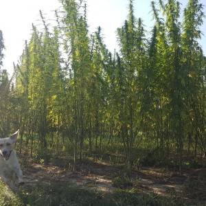Prodajem ženske sadnice industrijske konoplje Finola i Carmagnola