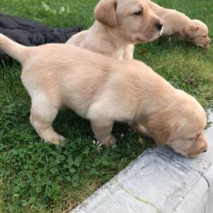 Prodajem štence labradora