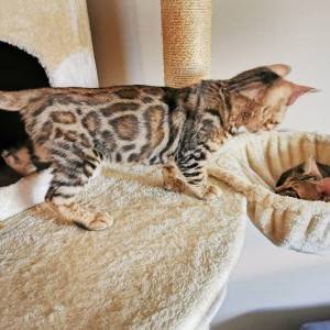 Bengalska mačka - bengalski mačići