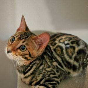 Bengalska mačka - bengalski mačići