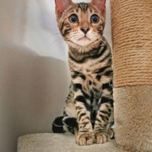 Bengalska mačka - bengalski mačići