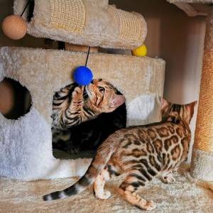 Bengalska mačka - bengalski mačići