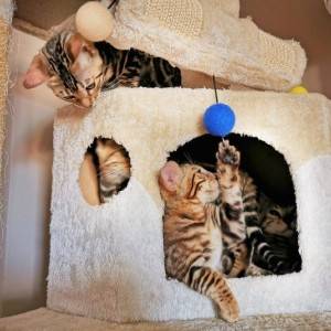 Bengalska mačka - bengalski mačići