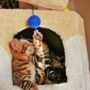 Bengalska mačka - bengalski mačići