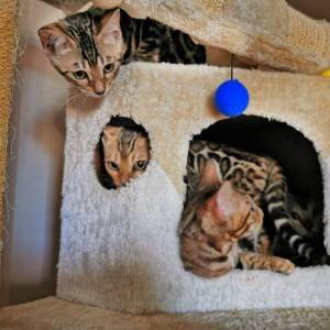Bengalska mačka - bengalski mačići