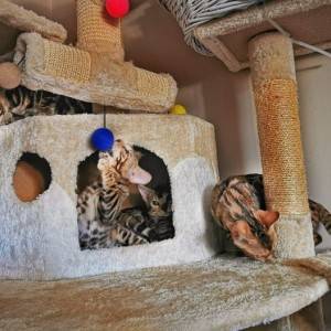 Bengalska mačka - bengalski mačići