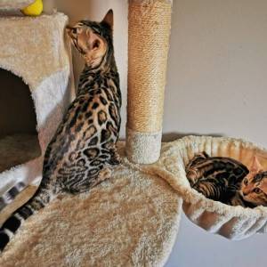 Bengalska mačka - bengalski mačići