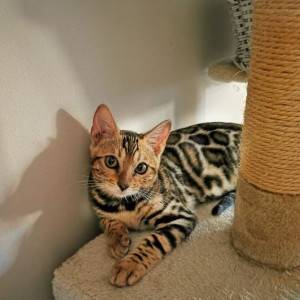 Bengalska mačka - bengalski mačići