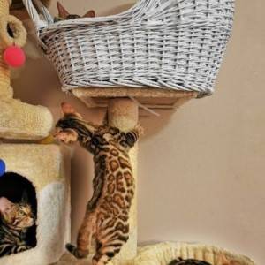 Bengalska mačka - bengalski mačići