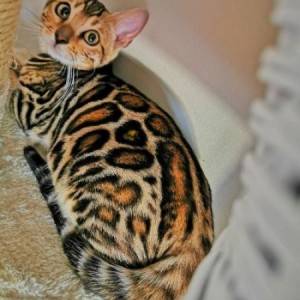 Bengalska mačka - bengalski mačići