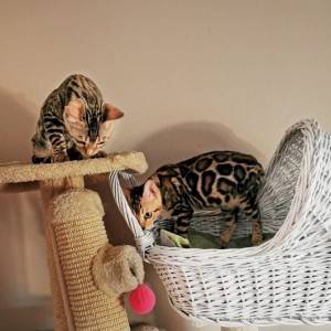 Bengalska mačka - bengalski mačići