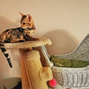 Bengalska mačka - bengalski mačići