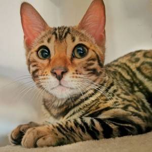 Bengalska mačka - bengalski mačići