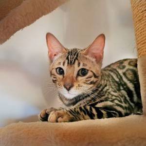 Bengalska mačka - bengalski mačići
