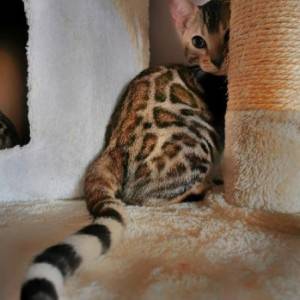 Bengalska mačka - bengalski mačići