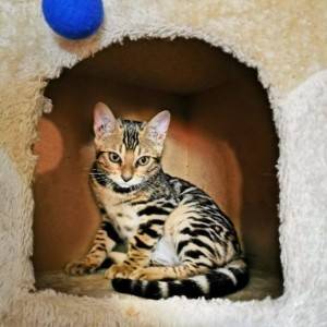 Bengalska mačka - bengalski mačići