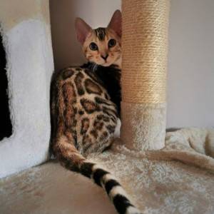 Bengalska mačka - bengalski mačići