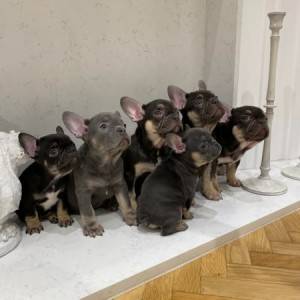 Francuski buldog, egzotičnih boja