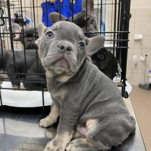 Francuski buldog, egzotičnih boja