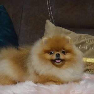 Pomeranci - tedi bear tip